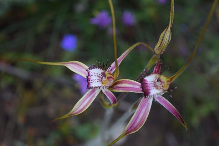 Caladenia - Orchid-spider-0061.JPG